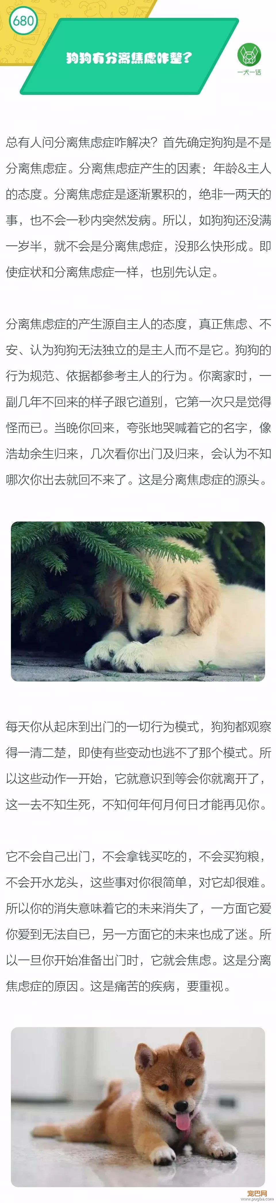 狗狗有分离焦虑症咋整？-1.jpeg