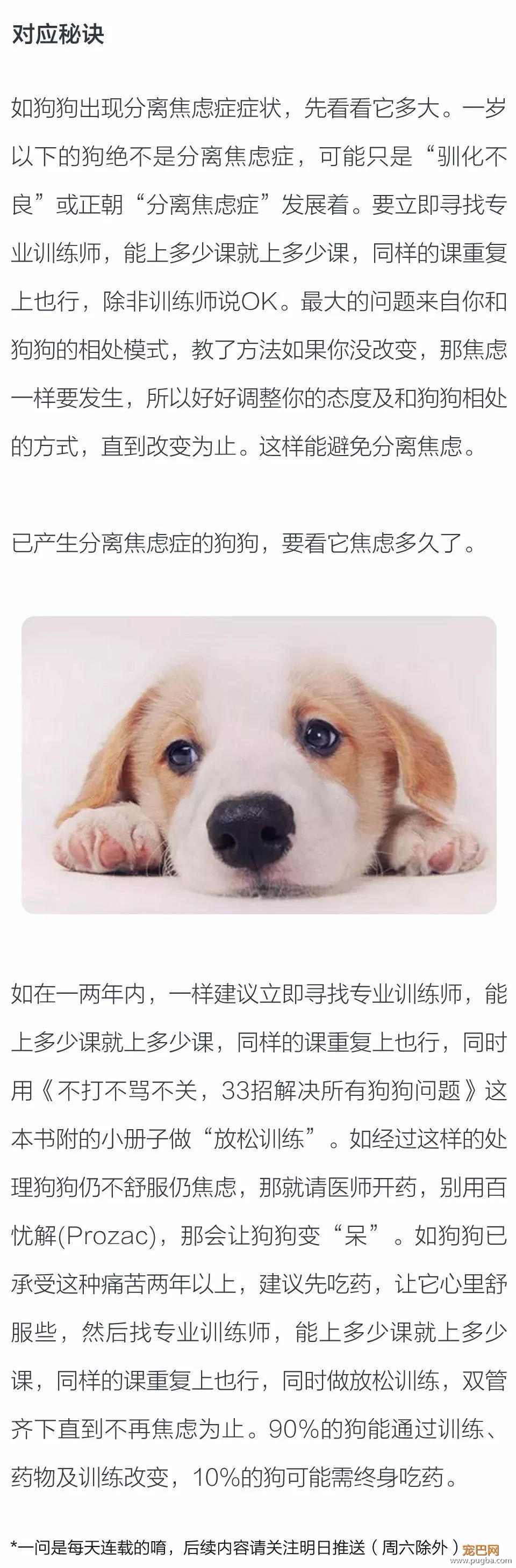 狗狗有分离焦虑症咋整？-2.jpeg