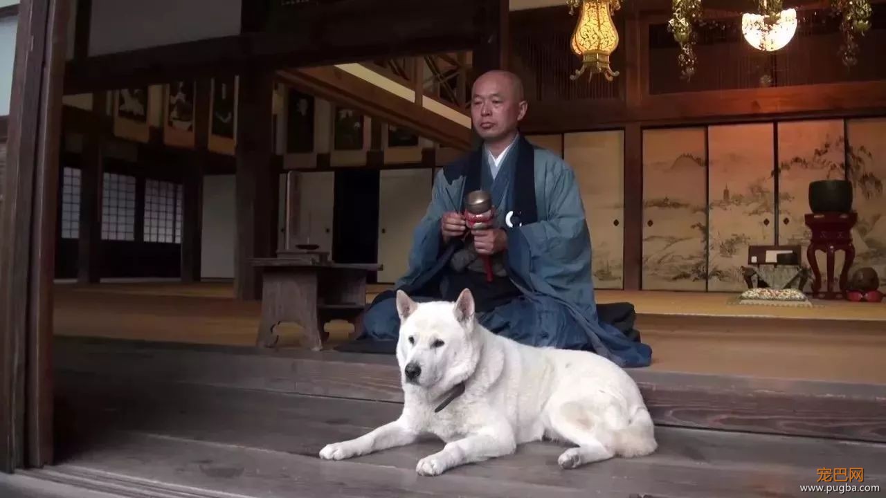 参禅打坐14年，这才是根正苗红的佛系狗-2.jpeg