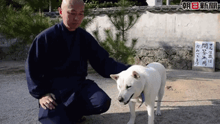 参禅打坐14年，这才是根正苗红的佛系狗-4.gif