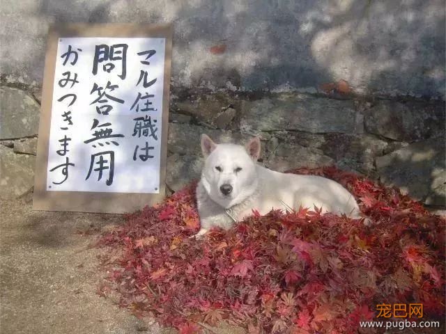 参禅打坐14年，这才是根正苗红的佛系狗-6.jpeg