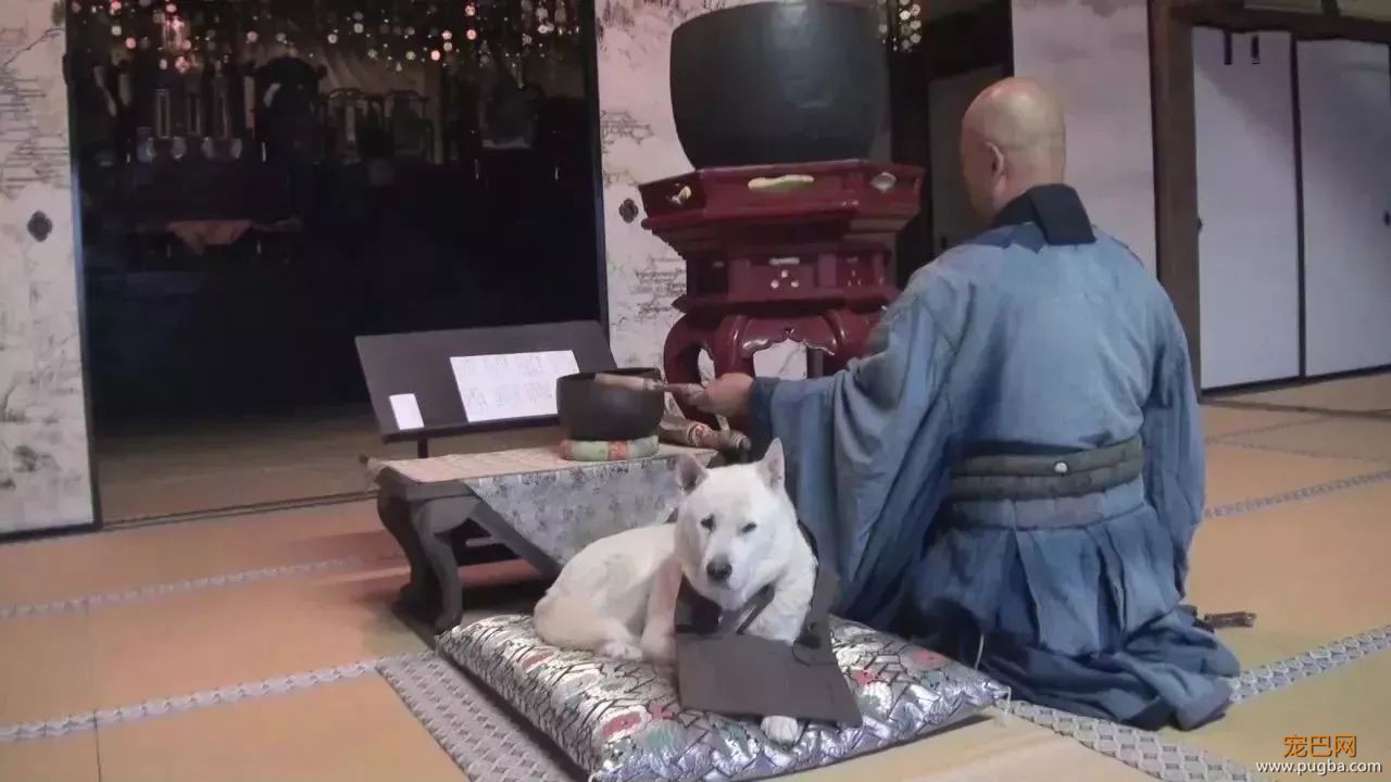 参禅打坐14年，这才是根正苗红的佛系狗-9.jpeg