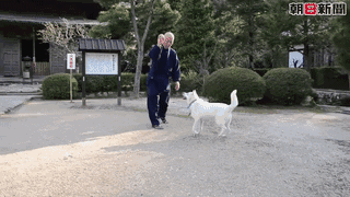 参禅打坐14年，这才是根正苗红的佛系狗-12.gif