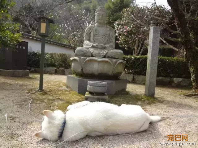 参禅打坐14年，这才是根正苗红的佛系狗-17.jpeg