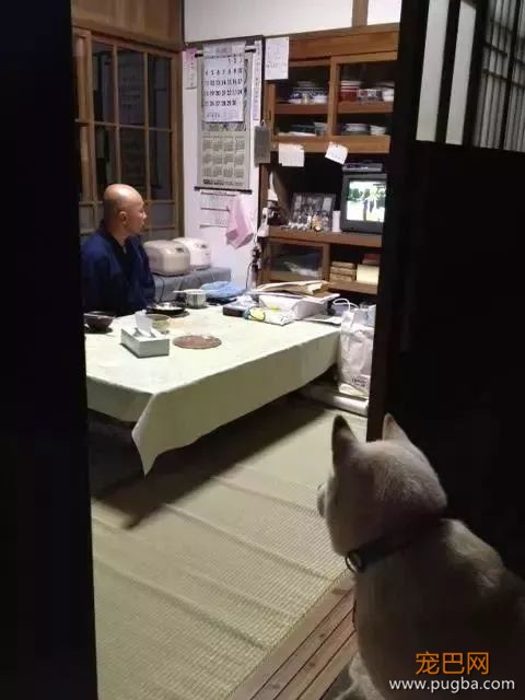 参禅打坐14年，这才是根正苗红的佛系狗-22.jpeg