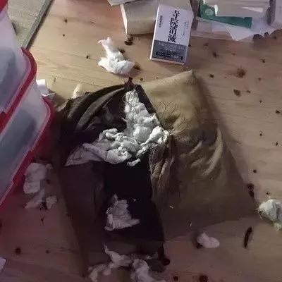 参禅打坐14年，这才是根正苗红的佛系狗-24.jpeg