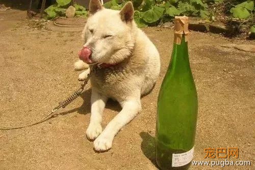 参禅打坐14年，这才是根正苗红的佛系狗-25.jpeg