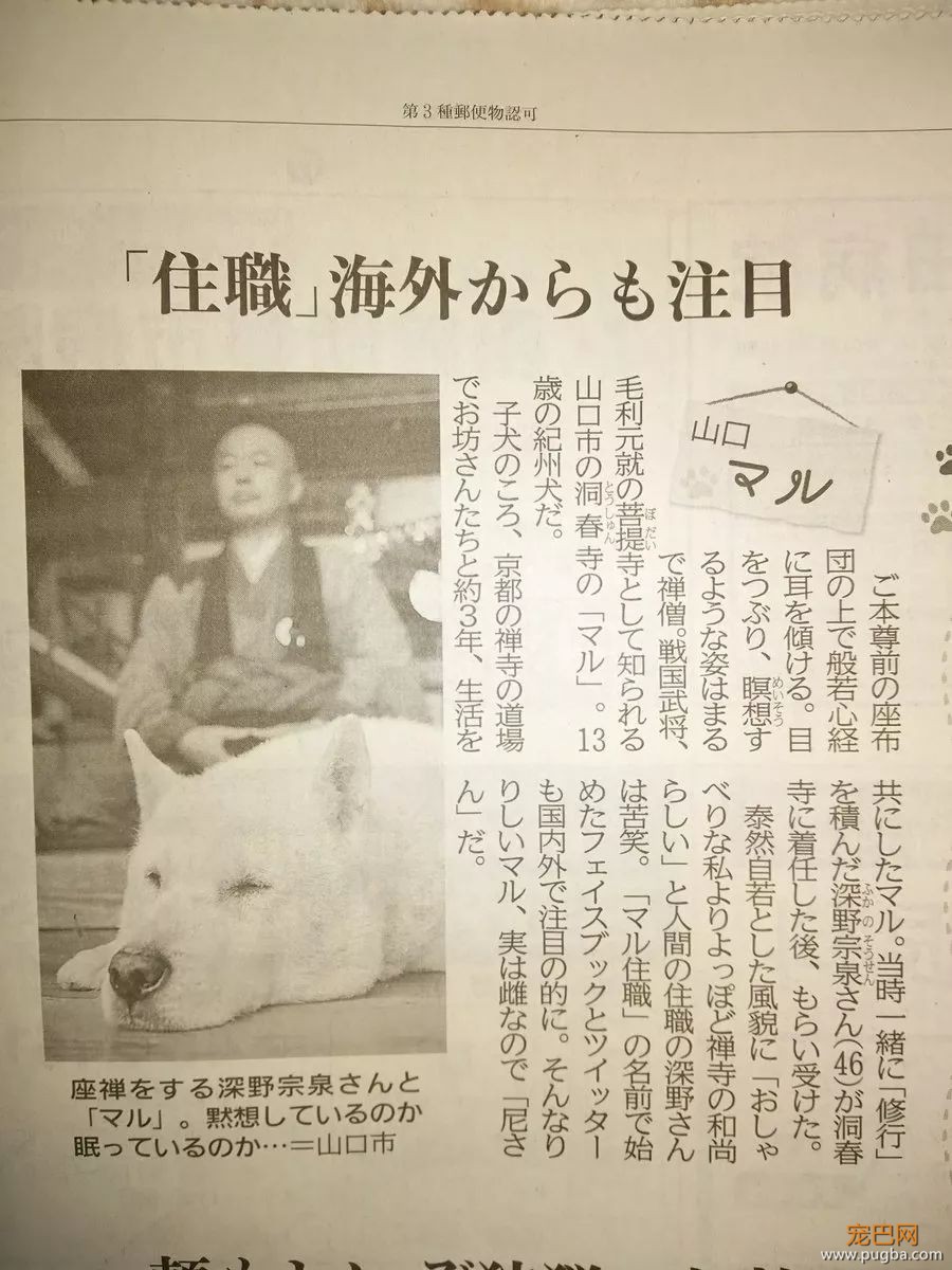参禅打坐14年，这才是根正苗红的佛系狗-26.jpeg
