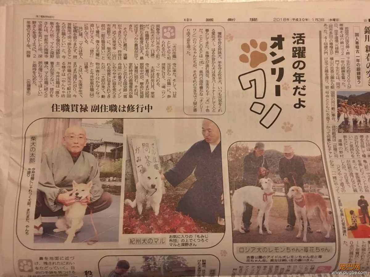 参禅打坐14年，这才是根正苗红的佛系狗-27.jpeg
