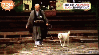 参禅打坐14年，这才是根正苗红的佛系狗-29.gif
