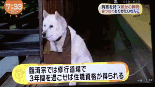 参禅打坐14年，这才是根正苗红的佛系狗-28.gif
