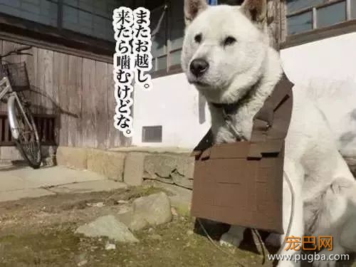 参禅打坐14年，这才是根正苗红的佛系狗-34.jpeg