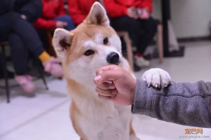 12天拿12个国家认可的宠物行为训导证书-3.jpeg