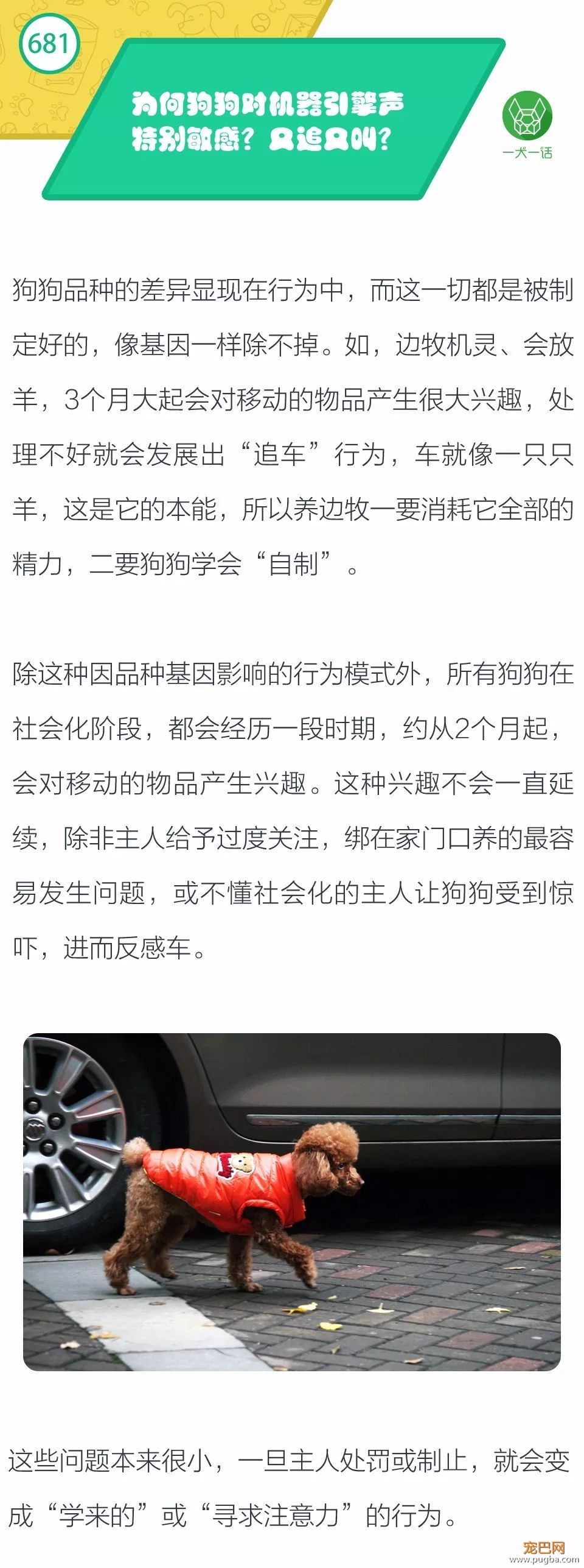 为何狗狗对机器引擎声特别敏感？又追又叫？-1.jpeg