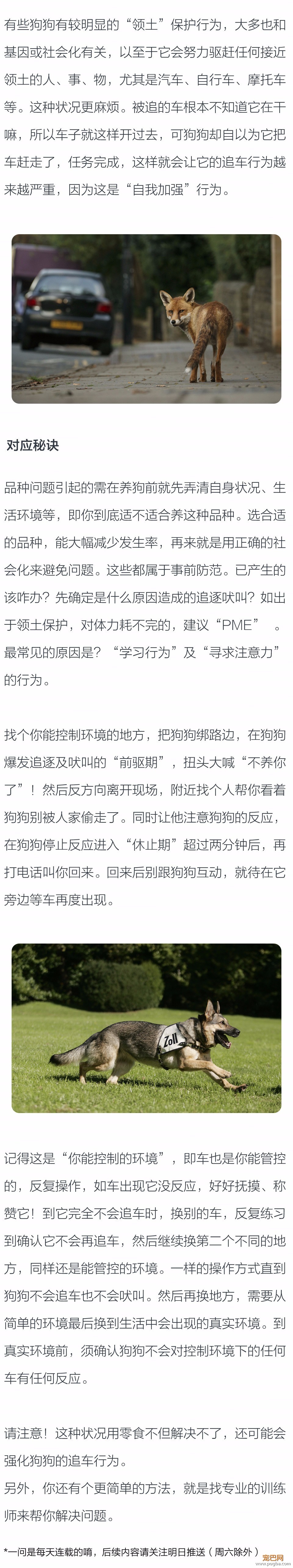 为何狗狗对机器引擎声特别敏感？又追又叫？-2.jpeg