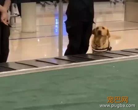 新手警犬刚上班太紧张，不停向训导员撒娇，而旁边老狗呼呼大睡-2.jpeg