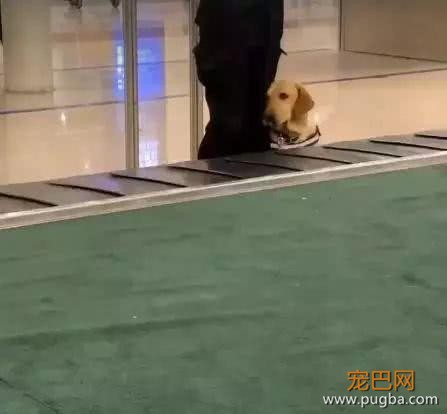 新手警犬刚上班太紧张，不停向训导员撒娇，而旁边老狗呼呼大睡-1.jpeg