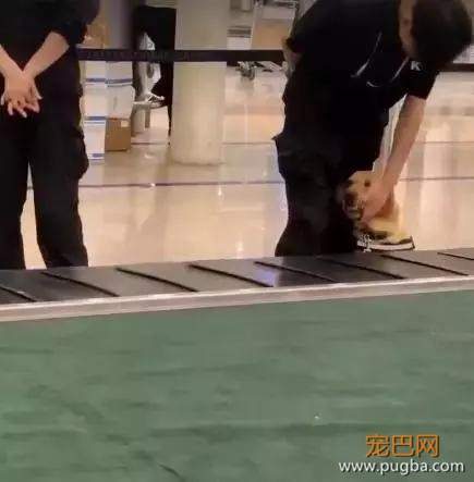 新手警犬刚上班太紧张，不停向训导员撒娇，而旁边老狗呼呼大睡-4.jpg