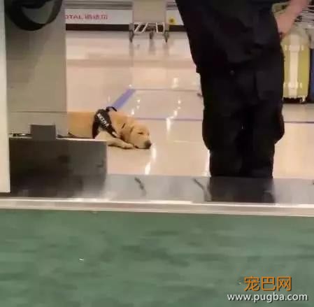 新手警犬刚上班太紧张，不停向训导员撒娇，而旁边老狗呼呼大睡-5.jpg