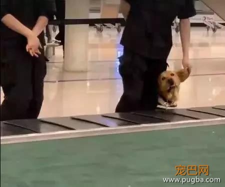 新手警犬刚上班太紧张，不停向训导员撒娇，而旁边老狗呼呼大睡-3.jpg