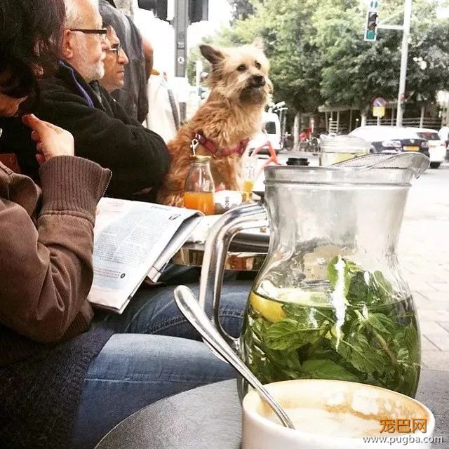 中东这座城不仅风景如画，更是狗狗们的天堂-9.jpeg
