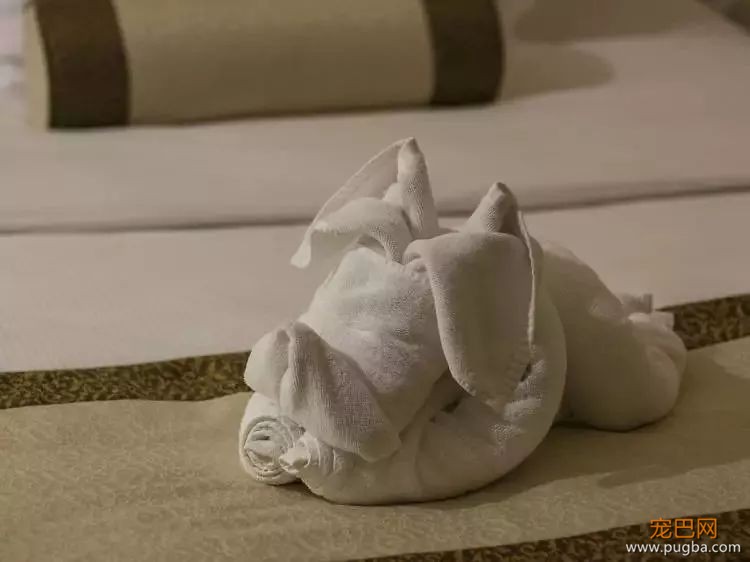 中东这座城不仅风景如画，更是狗狗们的天堂-20.jpeg