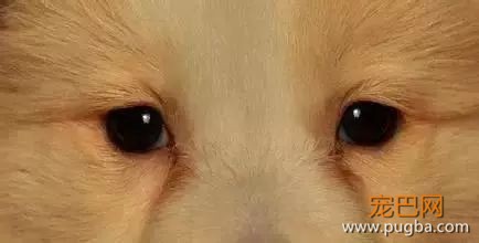 狗狗泪痕知多少？-1.jpeg