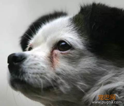 狗狗泪痕知多少？-4.jpeg