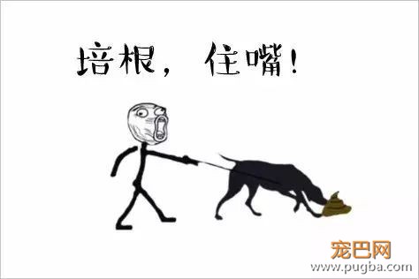 吃大便、爱啃墙、消化不良？一个蛋就能帮它恢复元气-1.jpeg