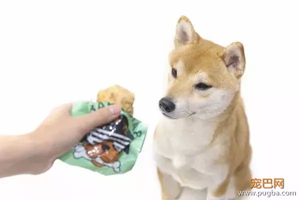 吃大便、爱啃墙、消化不良？一个蛋就能帮它恢复元气-5.jpeg