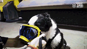 上帝的院子里野雀纷飞，于是把在机场驱鸟的派珀接走了-3.gif