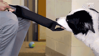 上帝的院子里野雀纷飞，于是把在机场驱鸟的派珀接走了-16.gif