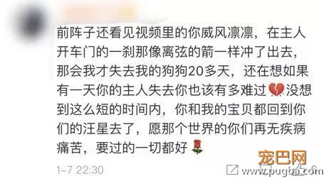 上帝的院子里野雀纷飞，于是把在机场驱鸟的派珀接走了-15.jpeg