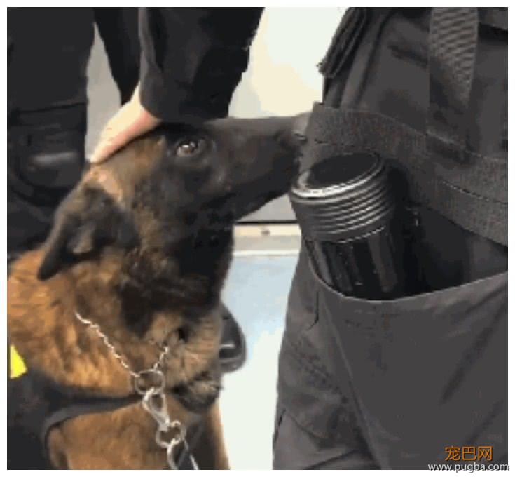 警犬上班上累了，忍不住拿头蹭训导员大腿：人家想要抱抱嘛-1.jpeg