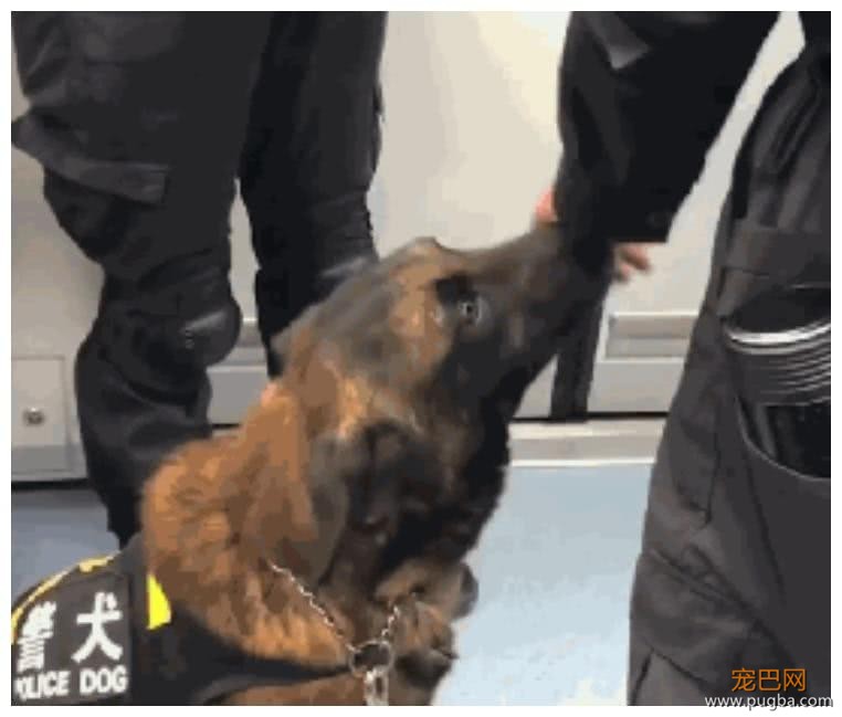警犬上班上累了，忍不住拿头蹭训导员大腿：人家想要抱抱嘛-2.jpeg