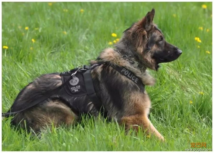 警犬上班上累了，忍不住拿头蹭训导员大腿：人家想要抱抱嘛-5.jpg