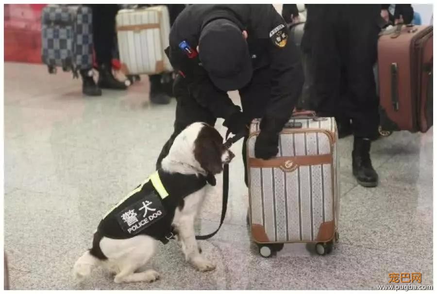 警犬上班上累了，忍不住拿头蹭训导员大腿：人家想要抱抱嘛-6.jpg