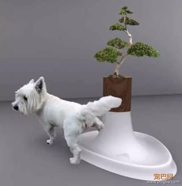 狗狗大小便训练指南--养狗人都该好好学学！-6.jpeg