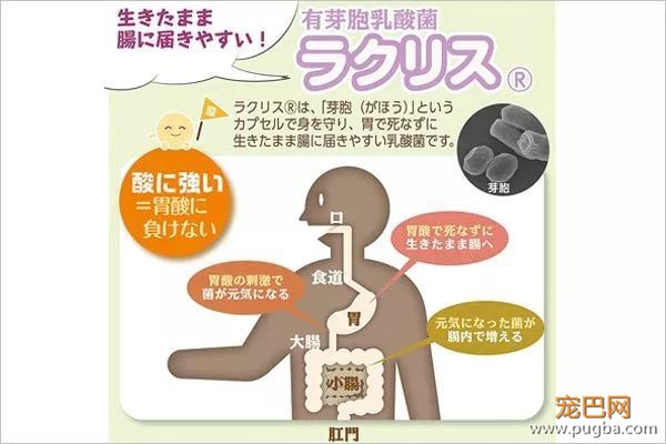 地表最强の乳酸菌，让软便拉稀彻底远离狗狗-4.jpeg