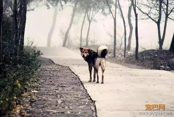 怀孕后把萨摩耶丢在后山，不要让无知成为借口-5.jpg