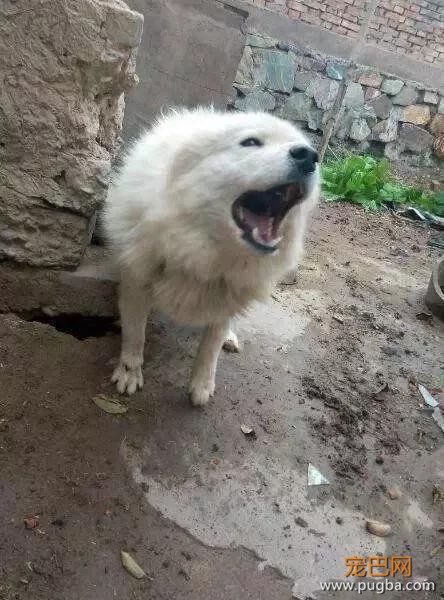 怀孕后把萨摩耶丢在后山，不要让无知成为借口-3.jpg