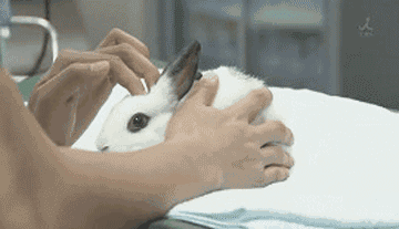 怀孕后把萨摩耶丢在后山，不要让无知成为借口-7.gif