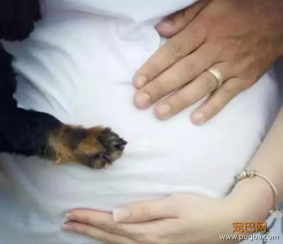 怀孕后把萨摩耶丢在后山，不要让无知成为借口-13.jpg