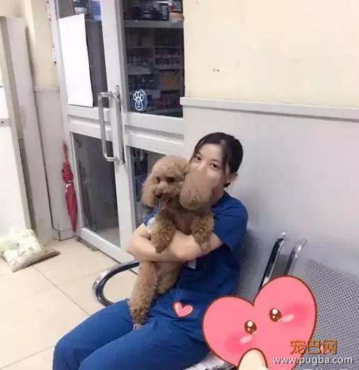 怀孕后把萨摩耶丢在后山，不要让无知成为借口-14.jpg