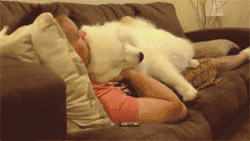 一个爱狗的人终于养到狗了是怎样的体验-1.gif