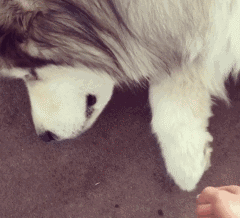 一个爱狗的人终于养到狗了是怎样的体验-3.gif