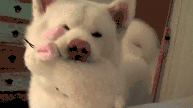 一个爱狗的人终于养到狗了是怎样的体验-2.gif