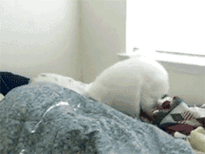 一个爱狗的人终于养到狗了是怎样的体验-5.gif