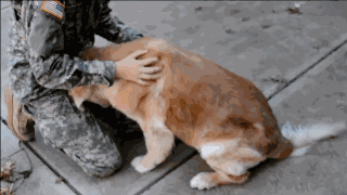 一个爱狗的人终于养到狗了是怎样的体验-4.gif