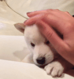 一个爱狗的人终于养到狗了是怎样的体验-7.gif